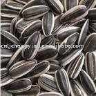 sunflower seeds in shell