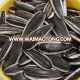 Chinese sunflower seeds