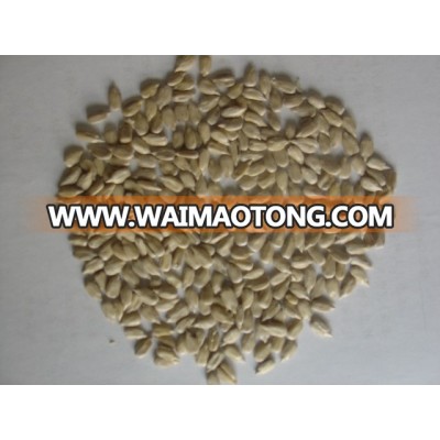 American sunflower seeds kernel