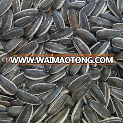 black sunflower seeds