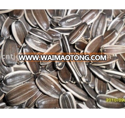 High Quality Sunflower Seeds 5009