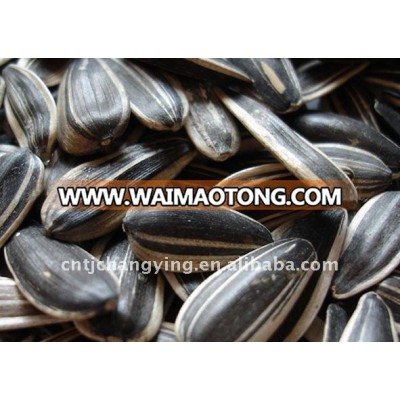 Raw Black Sunflower Seeds 5009