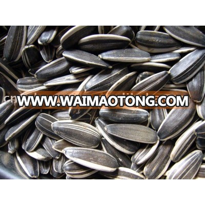 long type sunflower seeds