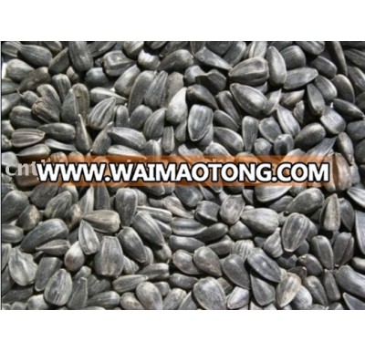 Oil Sunflower Seeds