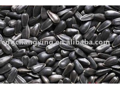 Oil Sunflower Seeds