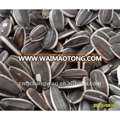 Raw Black Sunflower Seeds 5009