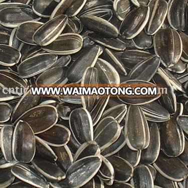 black sunflower seeds