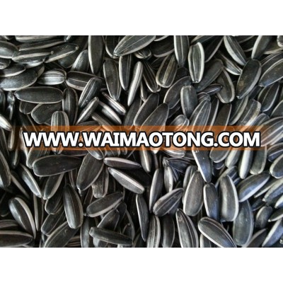 Chinese black sunflower seed5009