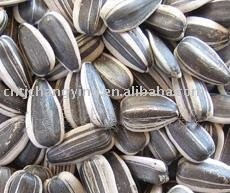 sunflower seeds in shell