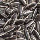 black sunflower seeds