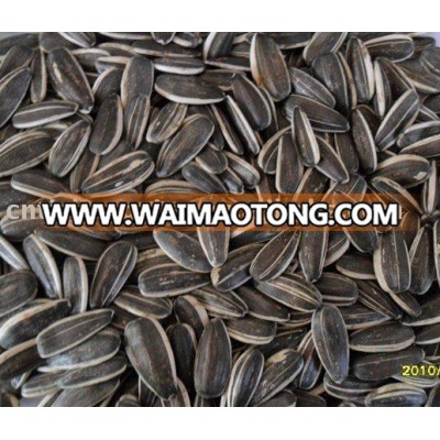 long type sunflower seeds